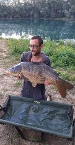 Common Carp