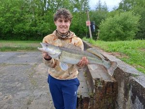 Zander
