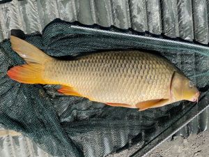 Common Carp