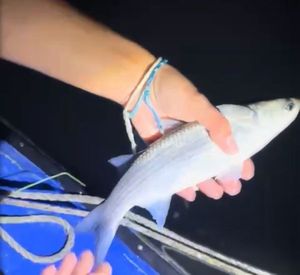 Thicklip Grey Mullet