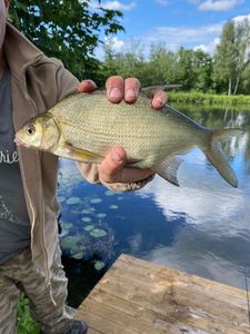 Common Bream