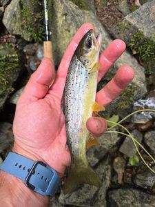 Brown Trout