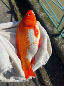 African Red Snapper
