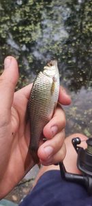 Roach