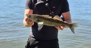 Zander