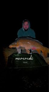 Common Carp