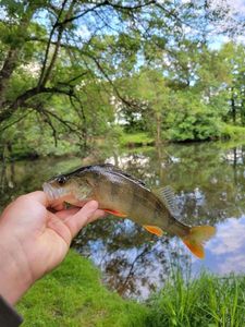 European Perch