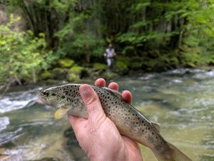 Brown Trout