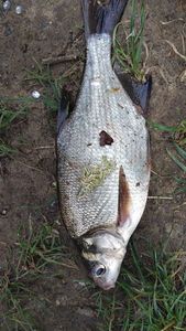 Common Bream