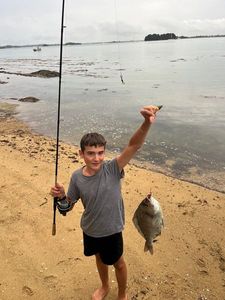 Black Seabream