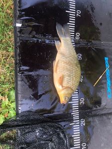 Common Bream