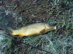 Common Carp