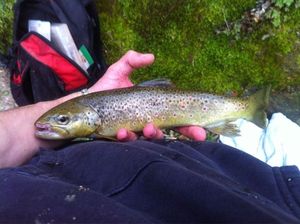 Brown Trout