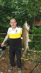 Barbel