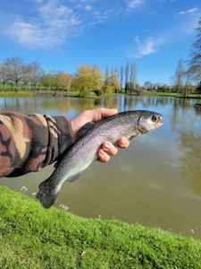 Rainbow Trout