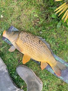 Common Carp