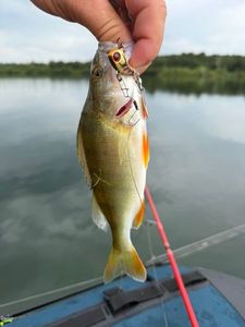Yellow Perch