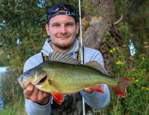 European Perch
