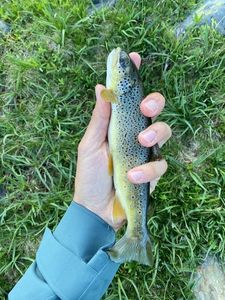 Brown Trout