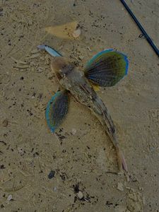 Grey Gurnard