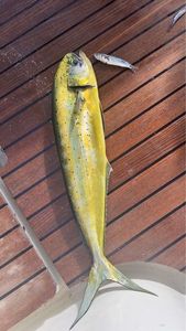Dolphinfish