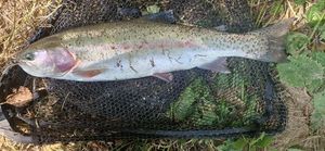 Rainbow Trout