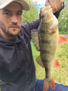 European Perch