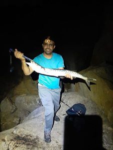 Great Barracuda