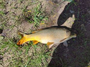 Common Carp