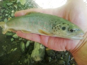 Brown Trout