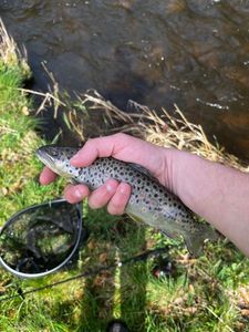 Brown Trout