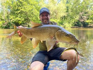 Barbel