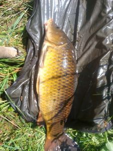 Common Carp