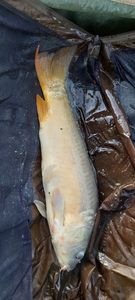 Leather Carp