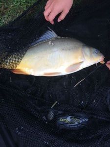 Mirror Carp