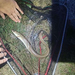 European Eel (Common Eel)
