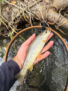 Brown Trout