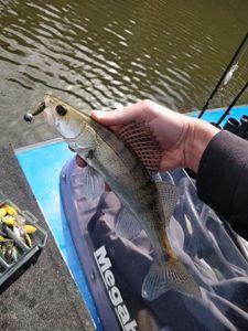 Zander