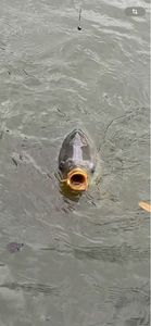 Leather Carp