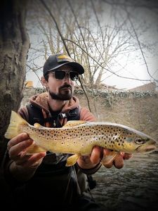 Brown Trout
