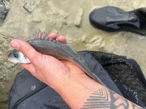 European Bass (Seabass)