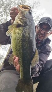 Largemouth Bass