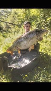 Common Carp