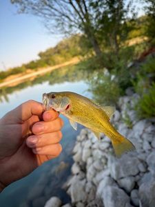 Largemouth Bass