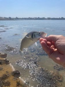 European Bass (Seabass)