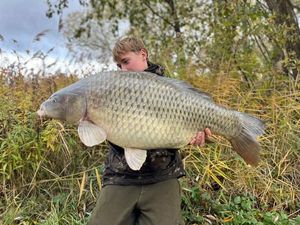 Common Carp