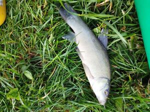 Tench