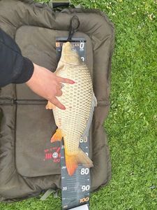 Common Carp