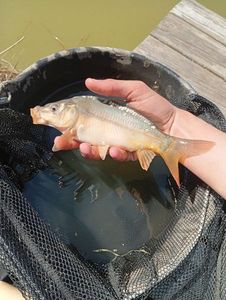 Mirror Carp