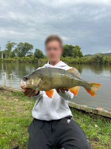 European Perch